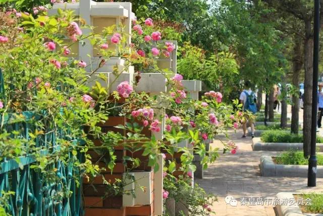 给所有秦皇岛人,这里有一份春天请你查收!