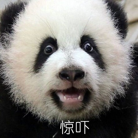 成都美女主播和好莱坞大师共赴大熊猫基地