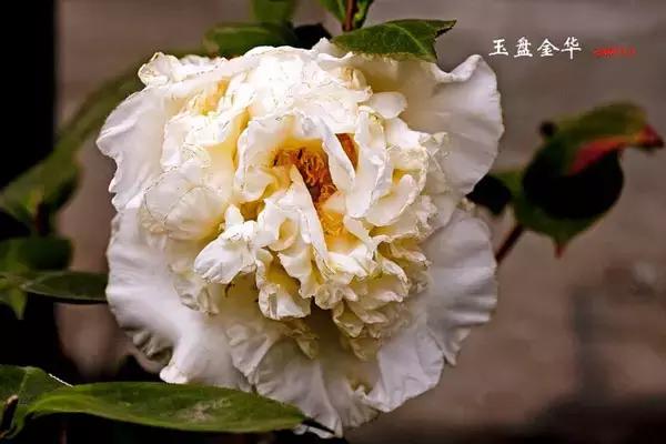 四大名花之山茶,中国百种山茶图片