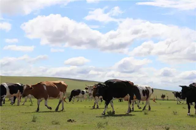 在草原骑马射箭,在草原上骑马奔跑
