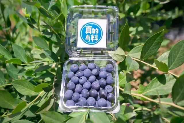 云南脆甜蓝莓,云南正宗新鲜蓝莓