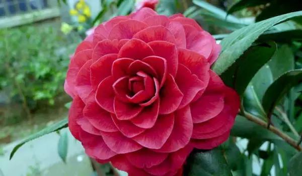 四大名花之山茶,中国百种山茶图片