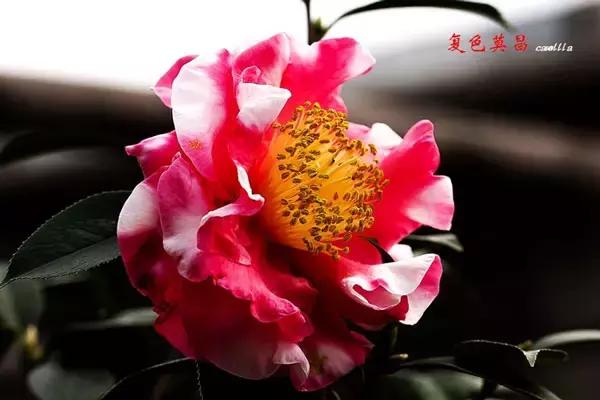 四大名花之山茶,中国百种山茶图片