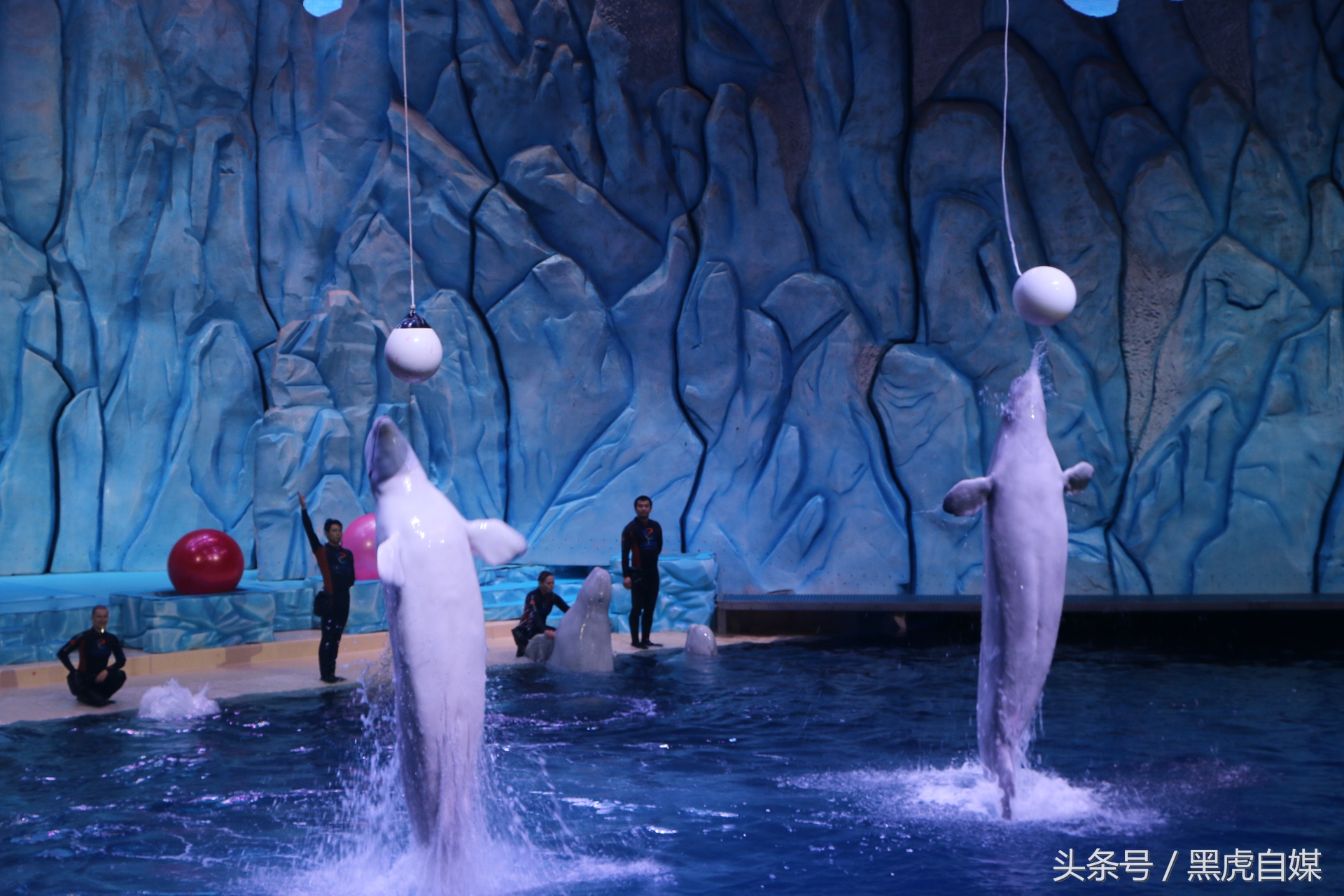 旅游珠海长隆海洋王国攻略,长隆珠海海洋王国游玩一天攻略