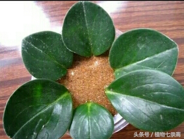 豆瓣绿怎么能长得粗壮,豆瓣绿能长多高