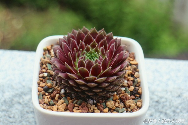 盘点哪些优美的花又不常见,盘点那些不好看的花