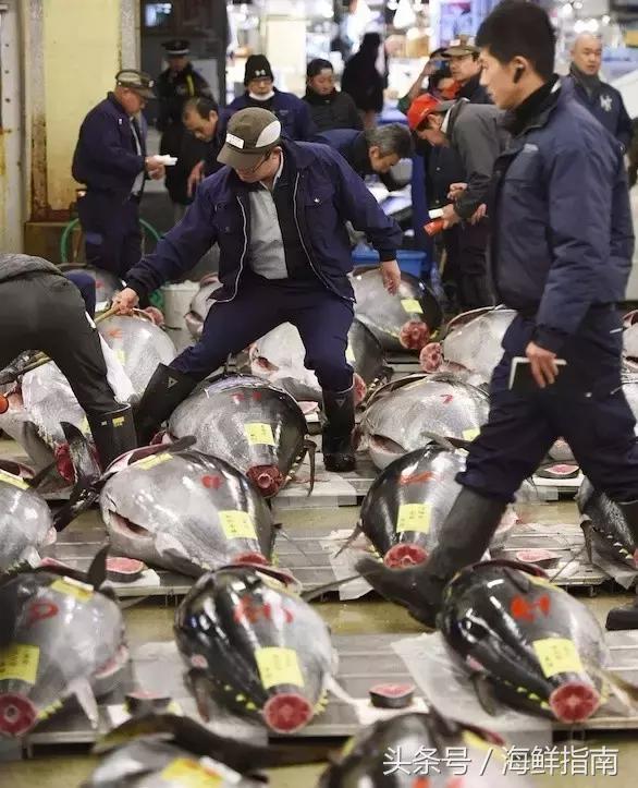 蓝鳍金枪鱼是怎么养殖的,蓝鳍金枪鱼怎么在家养