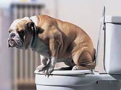 利用浴室训练幼犬定点大小便,怎么控制幼犬随时随地大小便