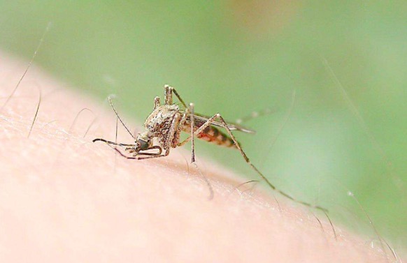 招蚊体质怎么预防蚊子,被蚊子传播的疾病症状