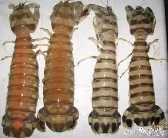 丹东腌制皮皮虾濑尿虾,濑尿虾好吃还是皮皮虾好吃