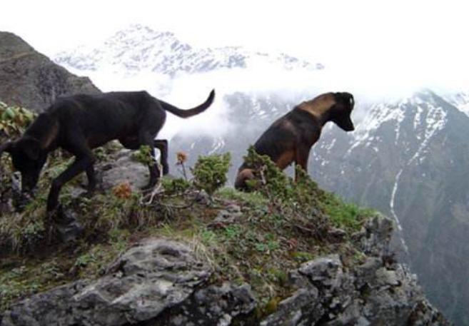 彝族人家的凉山猎犬,凉山赶山狗打猎