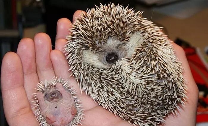 养一只刺猬,这么可爱的刺猬你也想养一只吗