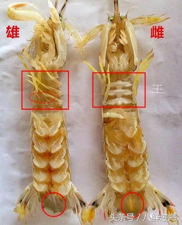 比手臂还粗的皮皮虾你吃过了吗,比手臂还要大的皮皮虾你吃过没有