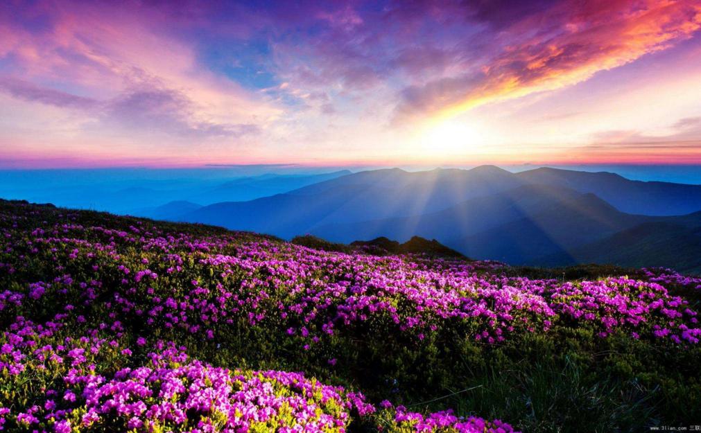 大马士革玫瑰的美丽,大马士革玫瑰和无人区玫瑰