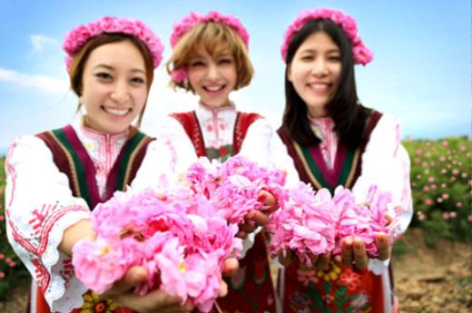 大马士革玫瑰的美丽,大马士革玫瑰和无人区玫瑰