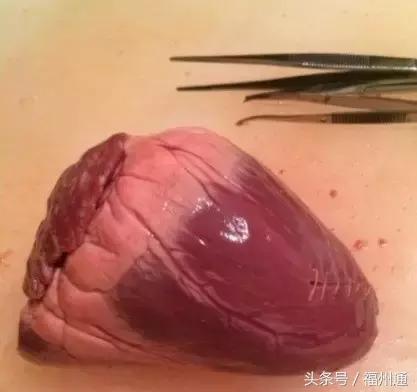 这美女厉害了！福州女大学生手绘人体解剖图太逼真！