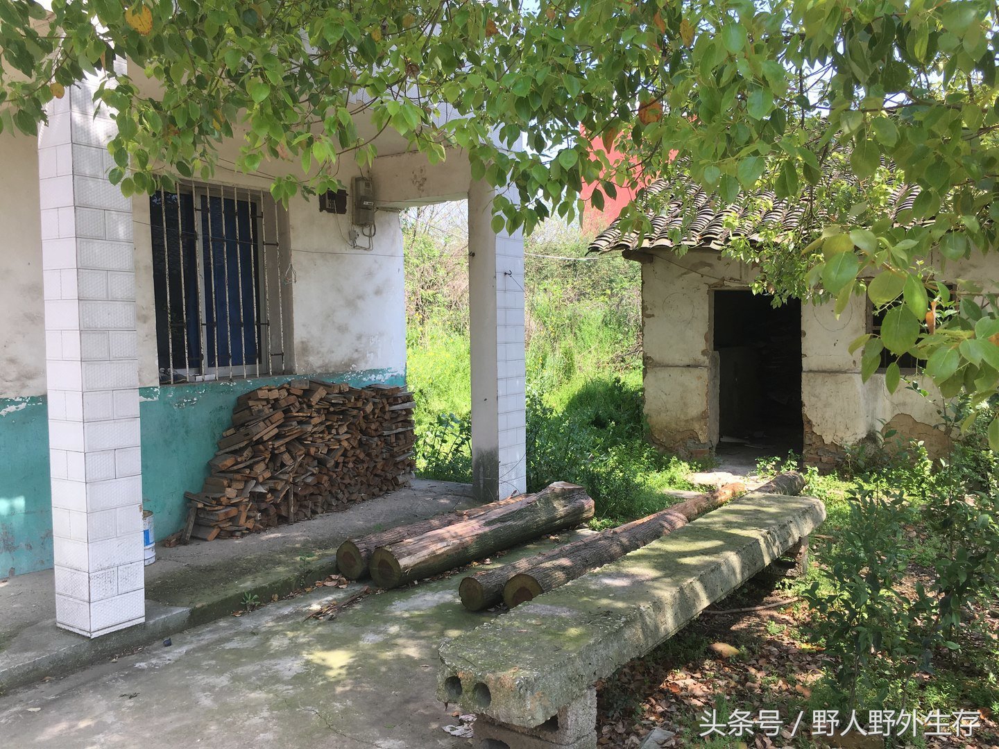 野生枸杞芽野菜,美味的纯天然野菜