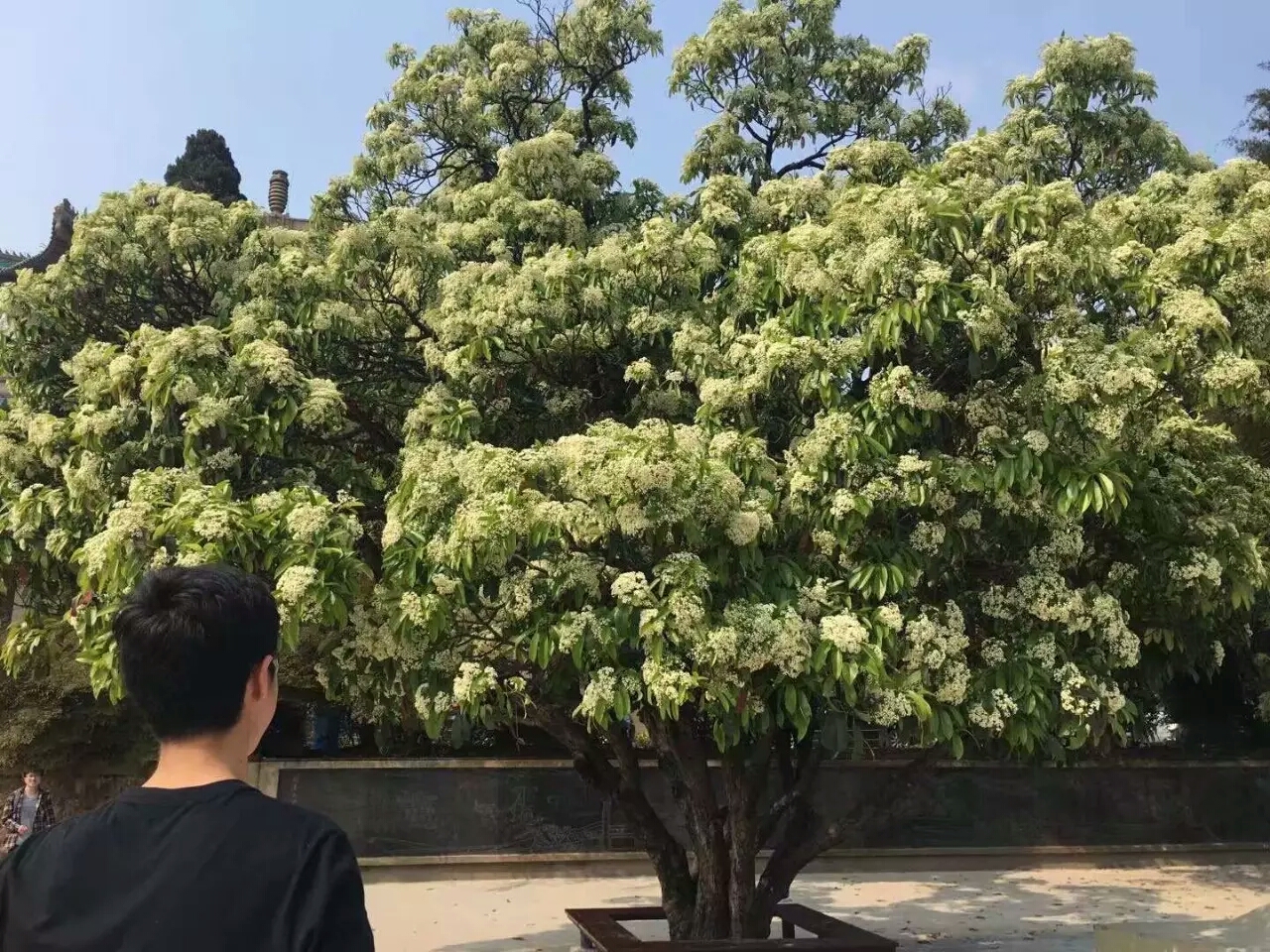 涓轰粈涔堝悇澶ч珮鏍￠兘绉嶇煶妤犺姳,澶у鍏充簬鐭虫鑺辩殑閲囪闂