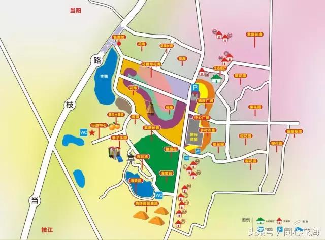 美丽的金鱼草花海,金鱼草花海