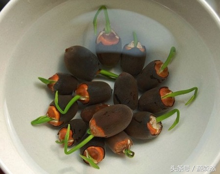 碗莲荷花可以一直用水种植吗,碗莲是要用土来种还是用水来泡的