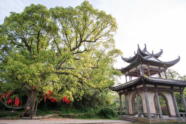 婕闀垮畨浣滃搧,婕鍞愭湞