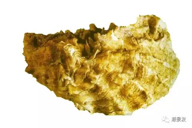 贝类海鲜的品种及图片大全,常见的贝类海鲜图片大全及名称