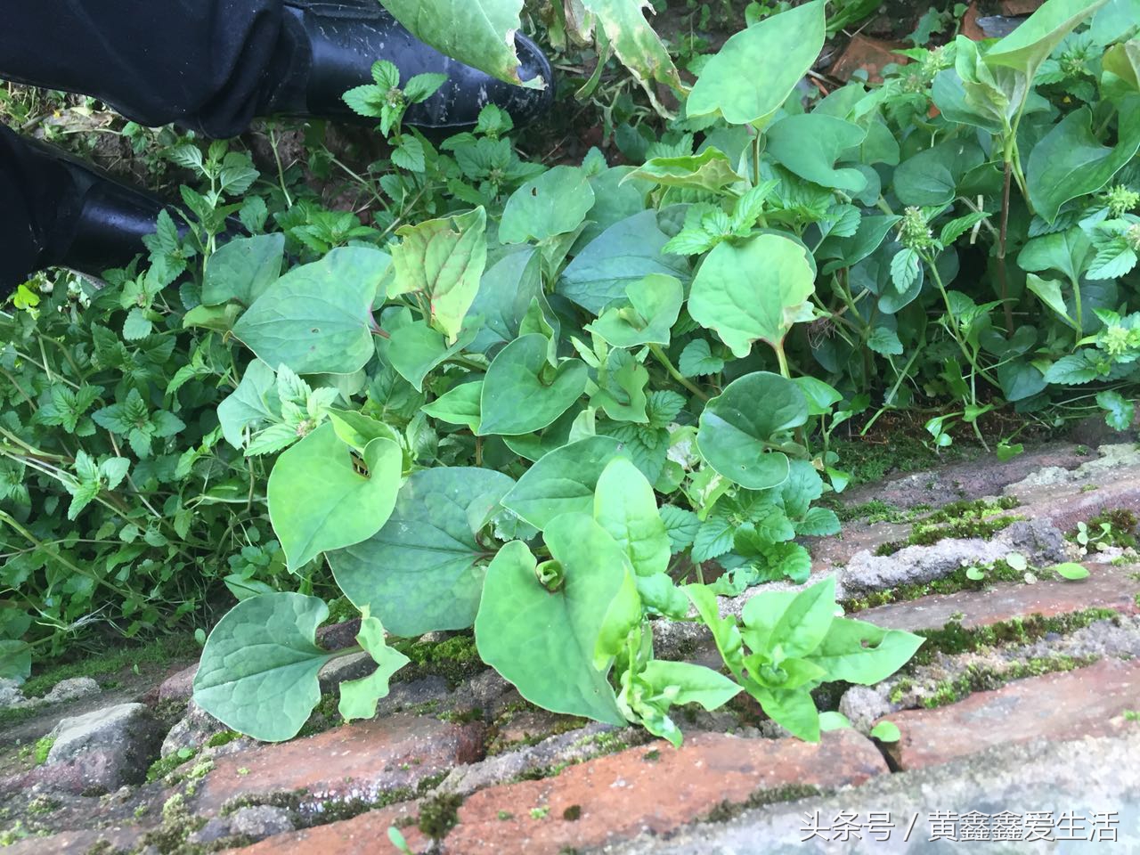 它在本草纲目中占有很重要的地位，有人说它很香、有人说它很难闻