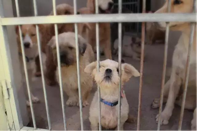 不过是一群流浪狗，却有人为它们耗尽了青春