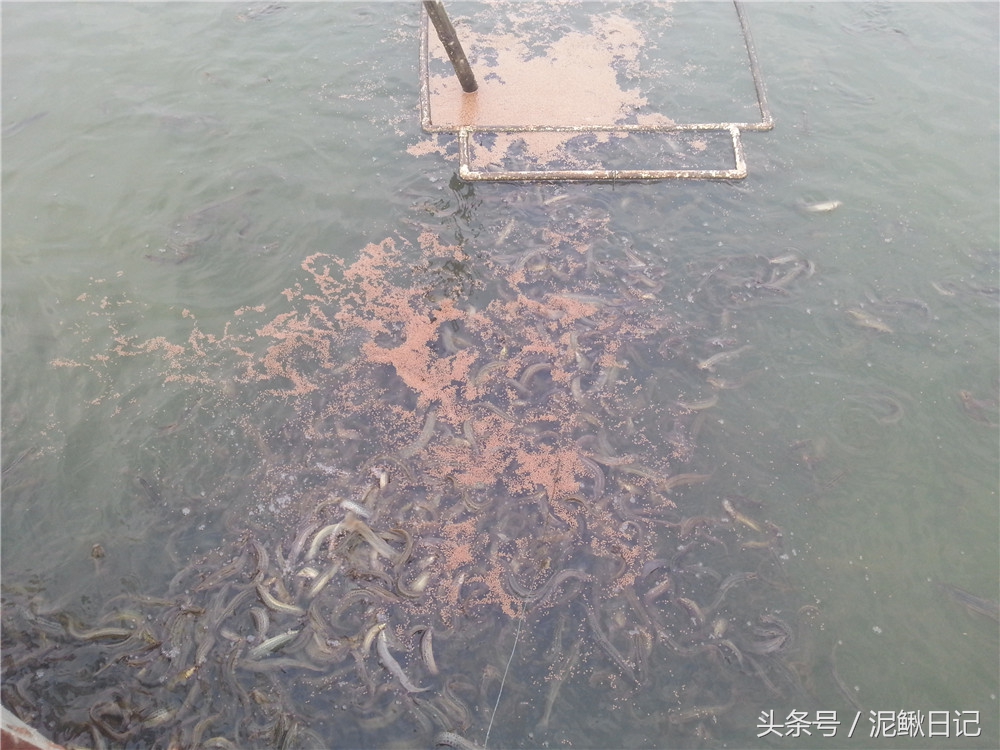 吐槽的泥鳅、黄鳝、青蛙，究竟怎么样