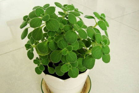 多肉植物可以吃吗,所有多肉植物可以吃吗