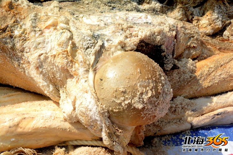 这条8米长的“大咸鱼”，上次北海错过之后等了16年