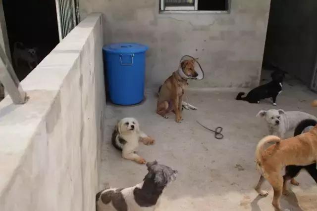 不过是一群流浪狗，却有人为它们耗尽了青春