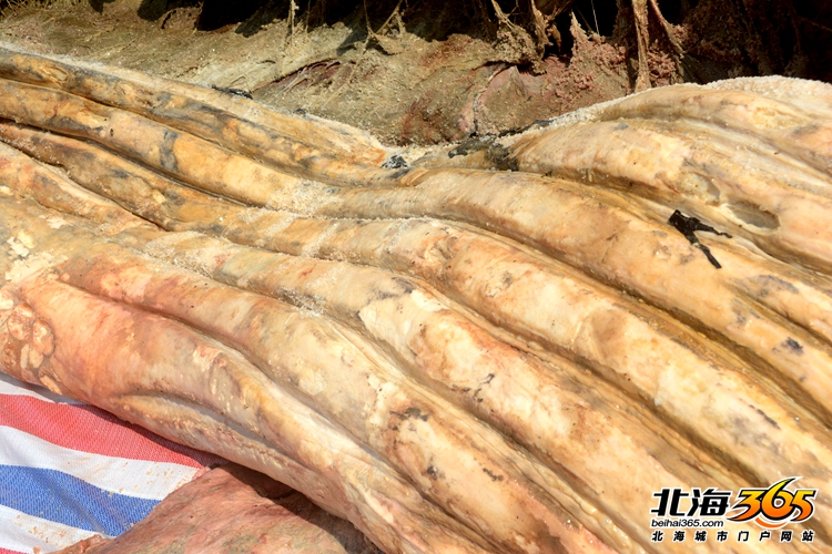 这条8米长的“大咸鱼”，上次北海错过之后等了16年