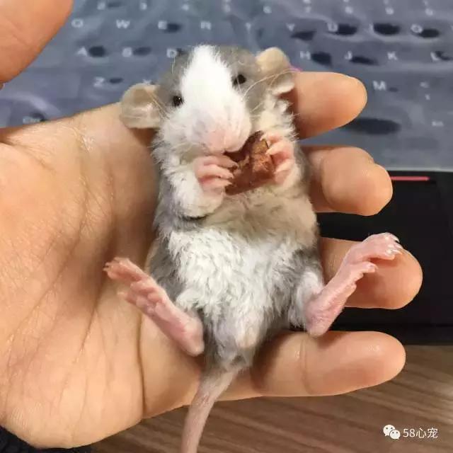 这家公司在办公室里养了十几只宠物员工幸福指数真高