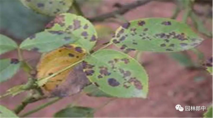 园林养护这个工作怎么样,园林绿地建植与养护管理