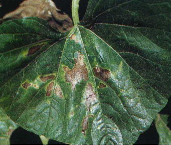 小葫芦的病害防治方法,葫芦科和其它蔬菜病害辨识