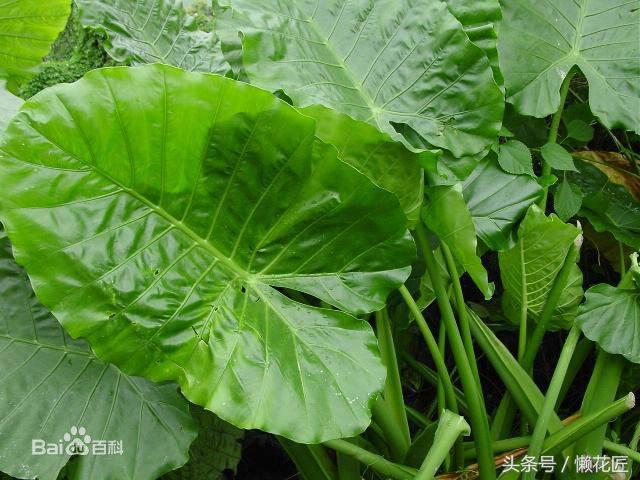 有毒有害的花草有哪些,千万不要碰的10种毒虫