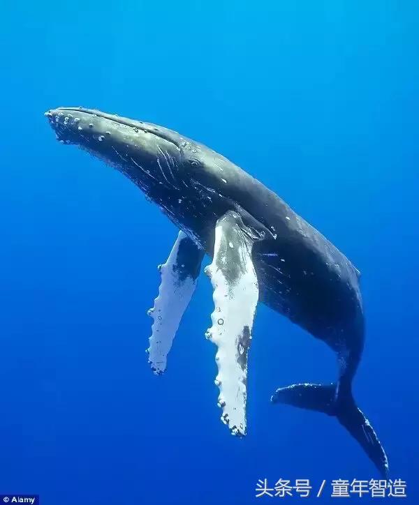 假期一定要带孩子看的5部纪录片,孩子必看的10部自然纪录片