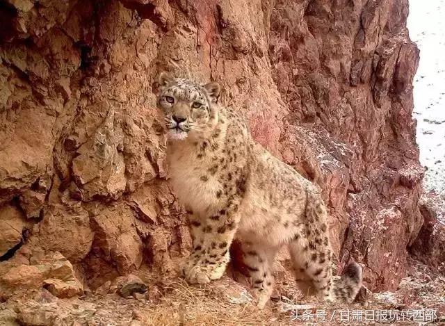 甘肃这个小边防县，人少景美就算了，居然还有雪豹棕熊和赤狐！