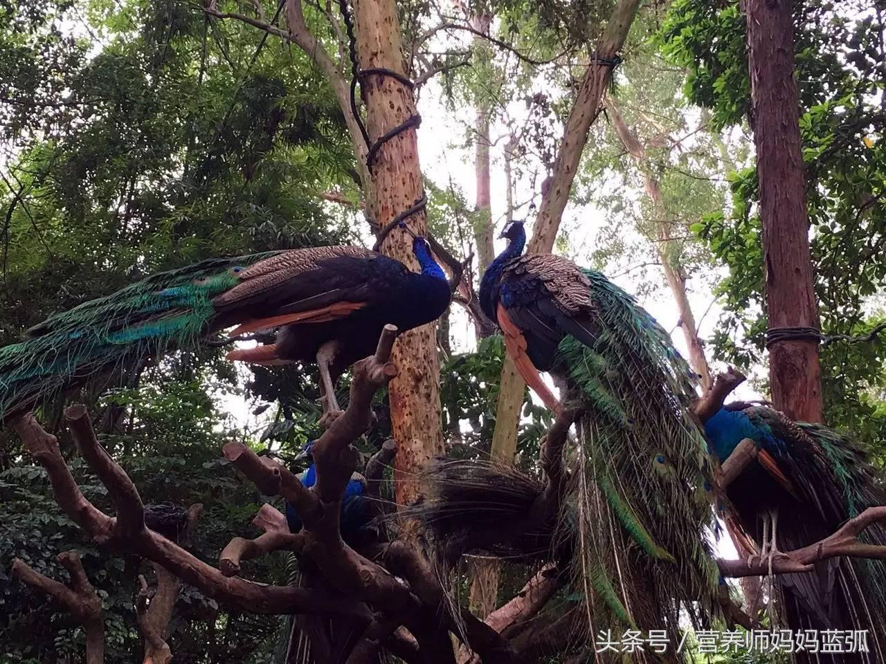 亲子游|井柏然推荐，长隆野生动物世界和海洋王国深度游记！