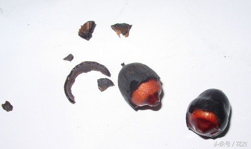 碗莲种植方法全过程图解,碗莲种植全过程图解