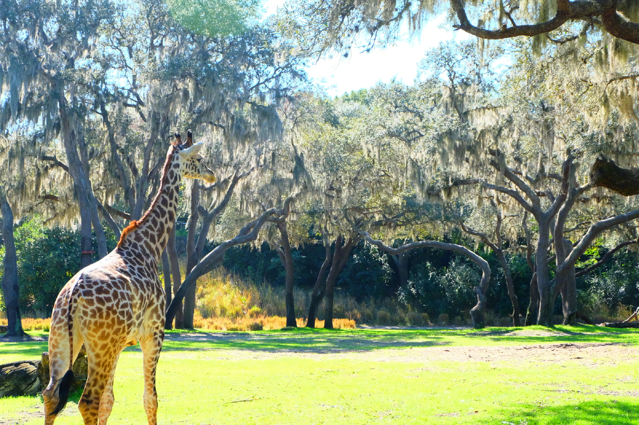佛罗里达七日游攻略,佛罗里达5天旅游