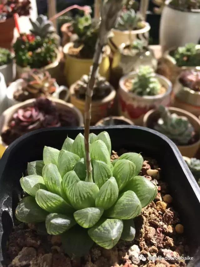 春日阳光下的绿植,阳台上最好看的多肉