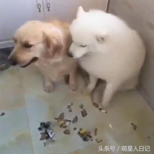 金毛和小萨在家搞破坏被铲屎发现,惨遭队友出卖独自背黑锅