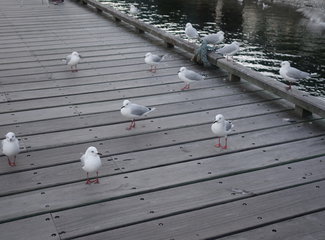 致敬·新西兰OnceisforAll