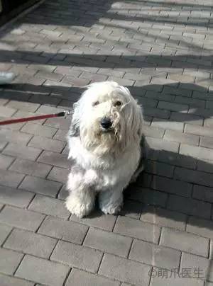 宠物去毛梳测评,猫毛梳测评真实