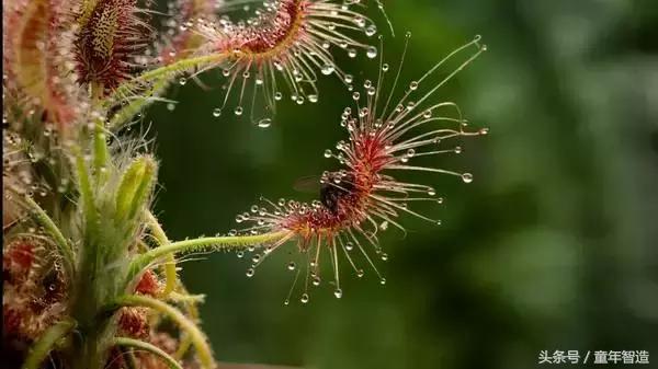 假期一定要带孩子看的5部纪录片,孩子必看的10部自然纪录片