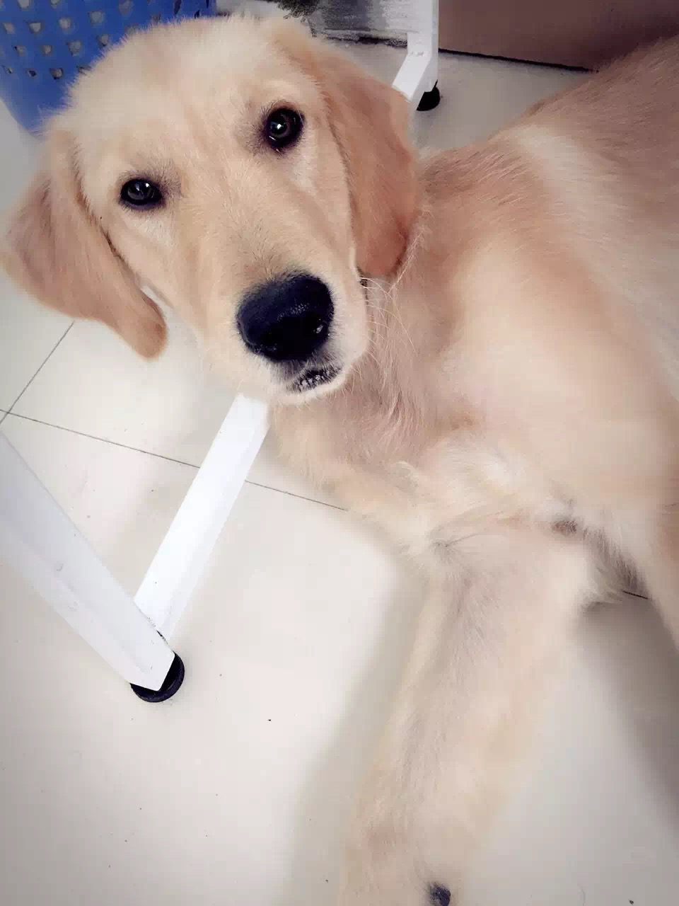 怎么给狗狗做个简易的狗窝,如何自制狗狗户外防雨大型狗窝