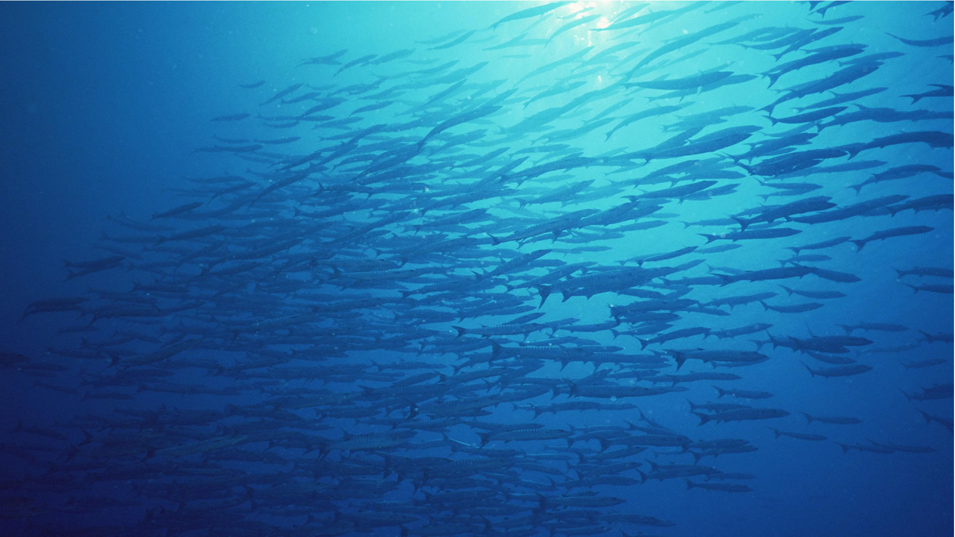 蔚为壮观用了什么结构,蔚为壮观代表什么