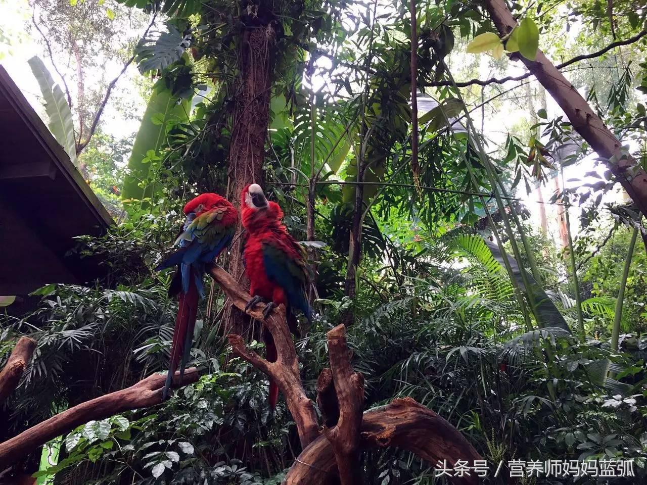 亲子游|井柏然推荐，长隆野生动物世界和海洋王国深度游记！